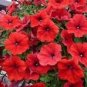 200 Pcs Dark Red Velour Petunia Seeds