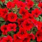 200 Pcs Dark Red Velour Petunia Seeds