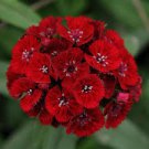 200 Pcs Heirloom Dianthus Dark Red Sweet William Annual Flower