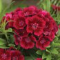 200 Pcs Heirloom Dianthus Dark Red Sweet William Annual Flower