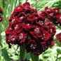 200 Pcs Heirloom Dianthus Dark Red Sweet William Annual Flower