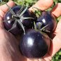 100 Pcs USA Organic Indigo Rose Blue Tomato Seeds