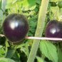 100 Pcs USA Organic Indigo Rose Blue Tomato Seeds