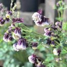 20 Pcs Rare Double Pleat Blackberry Columbine Seeds 20 Pcs Rare Double Pleat Blackberry Columbine Seeds