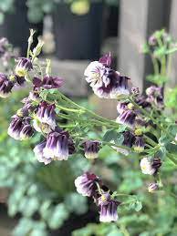 20 Pcs Rare Double Pleat Blackberry Columbine Seeds