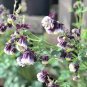 20 Pcs Rare Double Pleat Blackberry Columbine Seeds