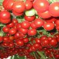 100 Pcs Climbing Trip-L-crop Tomato Seeds