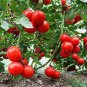 100 Pcs Climbing Trip-L-crop Tomato Seeds