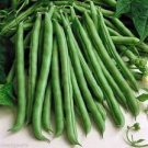 15 Pcs White Bean Heirloom Organic Vegetable Bean Garden Seed
