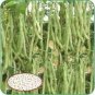 15 Pcs White Bean Heirloom Organic Vegetable Bean Garden Seed