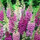 60 Pcs Digitalis Purpurea Foxglove Colorful Flowers 60 Pcs Digitalis Purpurea Foxglove Colorful Flowers