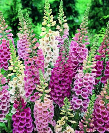 60 Pcs Digitalis Purpurea Foxglove Colorful Flowers