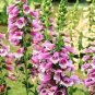 60 Pcs Digitalis Purpurea Foxglove Colorful Flowers