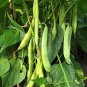 25 Pcs Green Kidney Bean Organic Vegetable Seeds