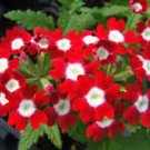 50 Pcs 'Kakii' Rose Red Verbena Hybrida with White Spot Flower Seeds 50 Pcs 'Kakii' Rose Red Verbena Hybrida with White Spot Flower Seeds