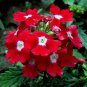 50 Pcs 'Kakii' Rose Red Verbena Hybrida with White Spot Flower Seeds