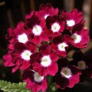 50 Pcs Heirloom 'Luo Han' Dark Red Verbena with White Heart Flower
