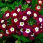 50 Pcs Heirloom 'Luo Han' Dark Red Verbena with White Heart Flower