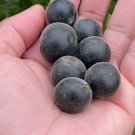 20 Pcs Japanese Black Persimmon Rare Species Fruit Tree Seeds 20 Pcs Japanese Black Persimmon Rare Species Fruit Tree Seeds