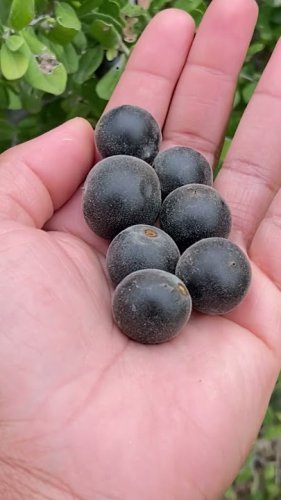 20 Pcs Japanese Black Persimmon Rare Species Fruit Tree Seeds