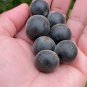20 Pcs Japanese Black Persimmon Rare Species Fruit Tree Seeds