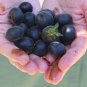 20 Pcs Japanese Black Persimmon Rare Species Fruit Tree Seeds