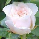 50 Pcs Yunnan White Rose Seed
