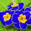 30 Pcs Rare Evening Primrose Telosma Cordata