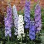 30 Pcs Genuine Mixed Green Pink Blue White Delphinium