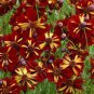 20 Pcs Rare Coreopsis Tinctoria 'Roulette' Cosmos Flower Seeds