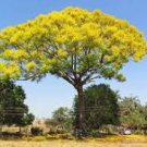 2 Pcs Schizolobium parahyba Yellow Jacaranda Giant Brazilian Fire Fern Tree