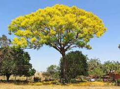 2 Pcs Schizolobium parahyba Yellow Jacaranda Giant Brazilian Fire Fern Tree