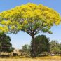 2 Pcs Schizolobium parahyba Yellow Jacaranda Giant Brazilian Fire Fern Tree
