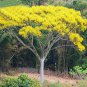 2 Pcs Schizolobium parahyba Yellow Jacaranda Giant Brazilian Fire Fern Tree