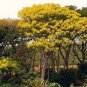 2 Pcs Schizolobium parahyba Yellow Jacaranda Giant Brazilian Fire Fern Tree