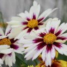 20 Pcs Rare Changeable Colors Li'l Bang Starlight Coreopsis Flower Seeds