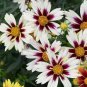 20 Pcs Rare Changeable Colors Li'l Bang Starlight Coreopsis Flower Seeds