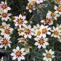 20 Pcs Rare Changeable Colors Li'l Bang Starlight Coreopsis Flower Seeds