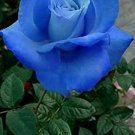 50 Pcs New Rosen Samen Blue Rose Seeds Gothic Gardenin 50 Pcs New Rosen Samen Blue Rose Seeds Gothic Gardenin