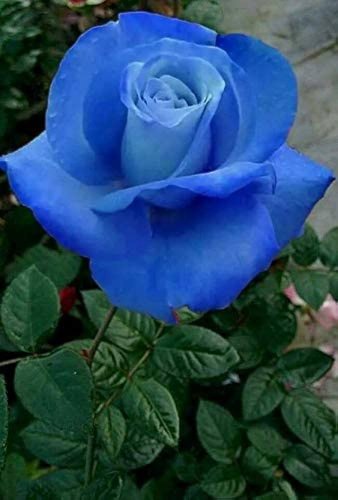 50 Pcs New Rosen Samen Blue Rose Seeds Gothic Gardenin