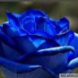50 Pcs New Rosen Samen Blue Rose Seeds Gothic Gardenin