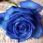 50 Pcs New Rosen Samen Blue Rose Seeds Gothic Gardenin