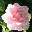 50 Pcs New Dawn White Pink Climbing Rose Plant Flower Seeds 50 Pcs New Dawn White Pink Climbing Rose Plant Flower Seeds