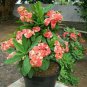 100 Pcs Euphorbia Milii Hybrid Middle