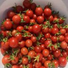 100 Pcs Mexico Midget Tomato Seeds