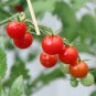 100 Pcs Mexico Midget Tomato Seeds