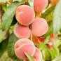 2 Pcs Red Flat Peach Peento Saucer Peach Plant Seeds