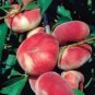 2 Pcs Red Flat Peach Peento Saucer Peach Plant Seeds
