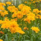 20 Pcs Bonsai Early Sunrise Yellow Coreopsis Flower Seeds