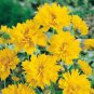 20 Pcs Bonsai Early Sunrise Yellow Coreopsis Flower Seeds